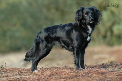 markiesje